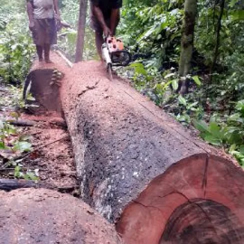 Ebony Sawn Timber Ebony Sawn Timber 5 img_20161203_wa0001