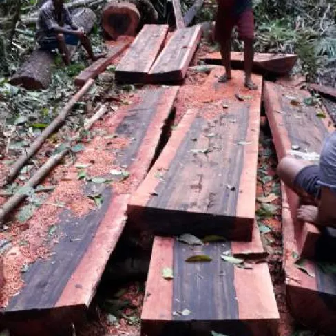 Ebony Sawn Timber Ebony Sawn Timber 8 img_20161203_wa0010